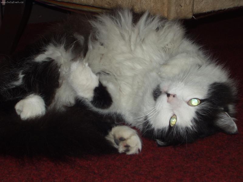 Foto: �ja-To je na�e modelka...