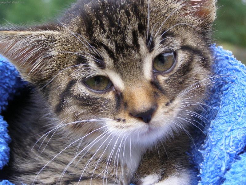 Foto: kot� z lesa-po odble�en�