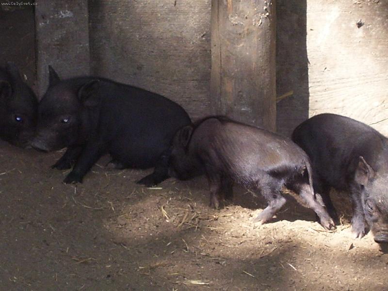 Foto: prase ��nsk�