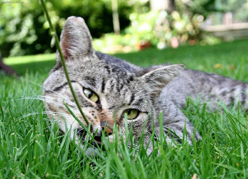 Foto: tak u� jsem ten prut ulovil...-d�ti si hr�ly s kocourem a jeho v�raz je super