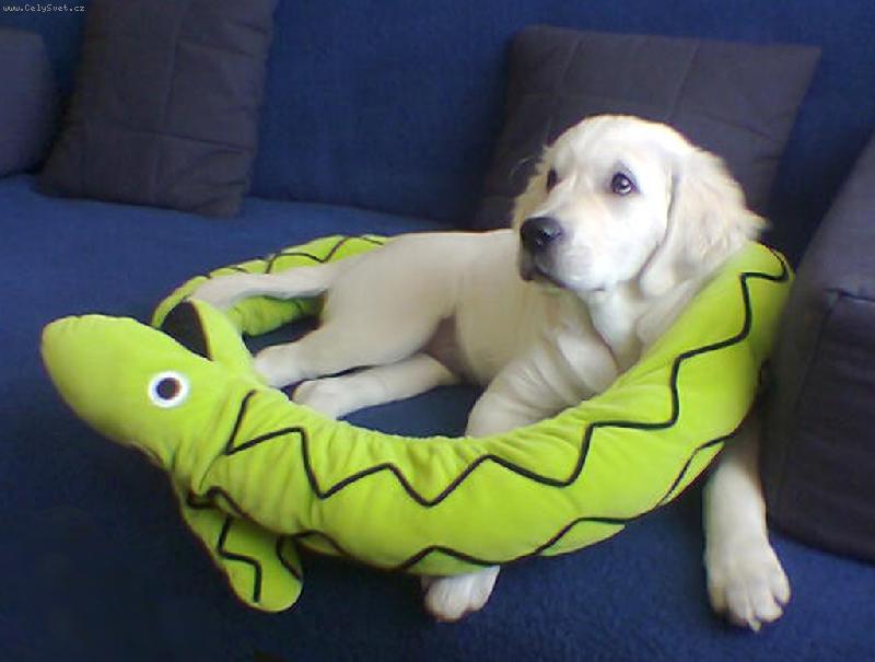 Foto: Bronwynka s hadem-p�zuje