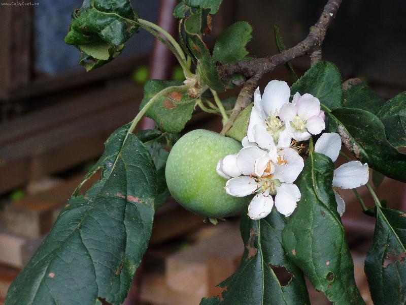 Foto: Pozdn� kv�ty..