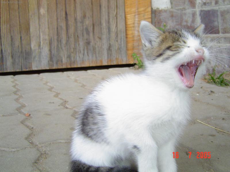 Foto: Ladysek-p�ed sp�nkem