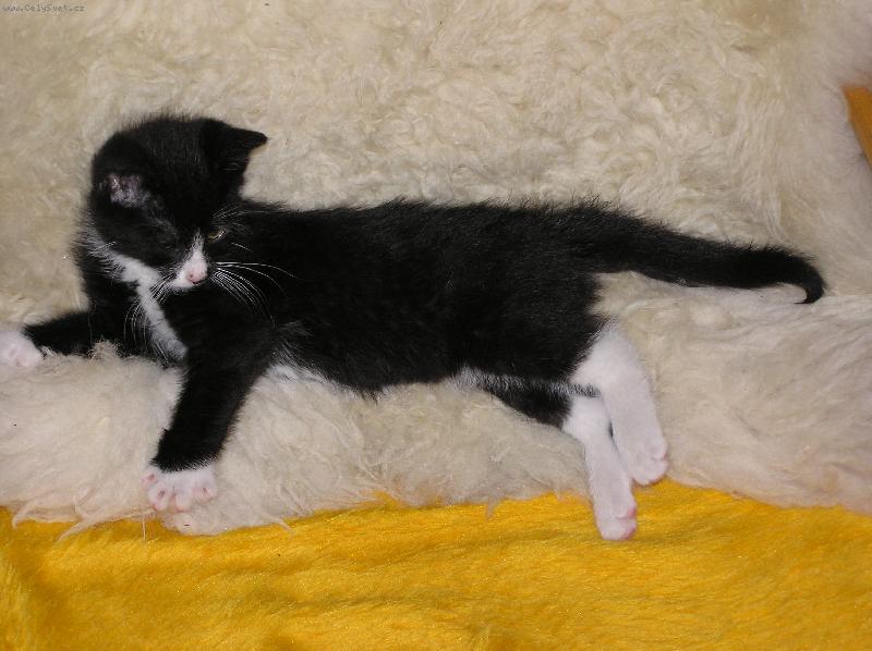 Foto: Phoebe-muj certik