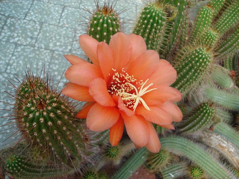 Foto: Oran�ov� kv�t