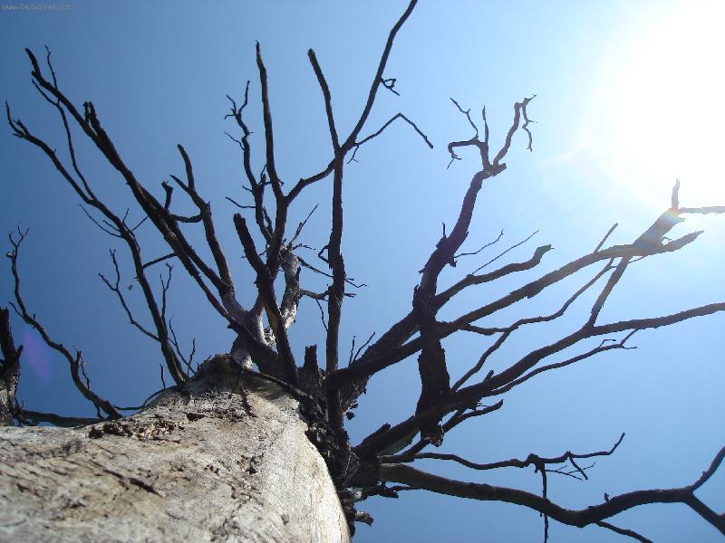 Foto: Mrtv� kr�sa