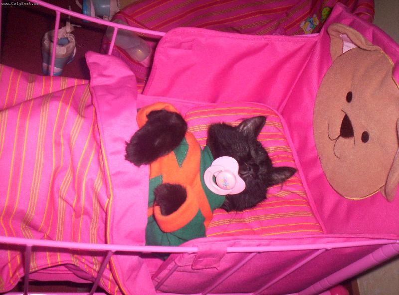 Foto: Dudl��ek s ml��kem �am �am-Mikou�ek