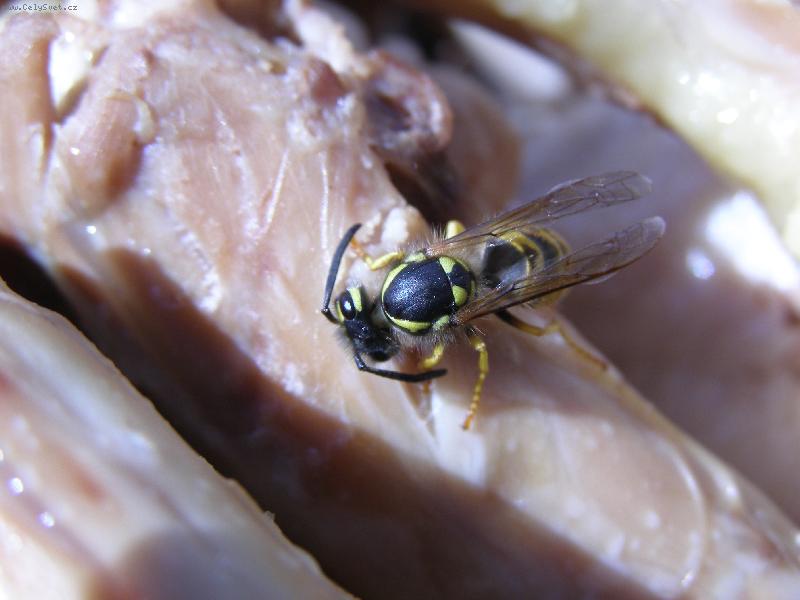 Foto: hladov� vosa