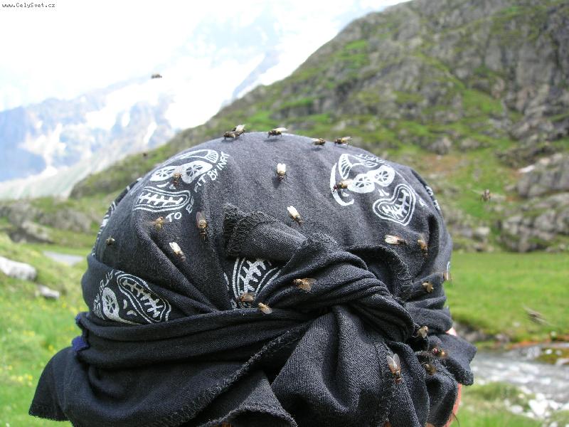 Foto: Hlava a mouchy