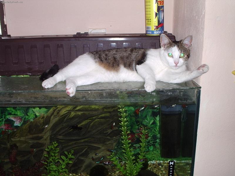 Foto: "Rybi�ky se mi moc l�b�j".-Na�e ko�i�ka M�a