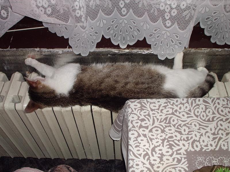 Foto: "To topen�,ale h�eje".-Na�e ko�i�ka M�a