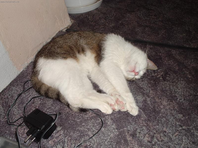 Foto: "Kdy� se unav�m,usnu v�ude."-Na�e ko�i�ka M�a