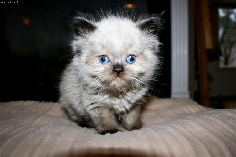 Foto: jsem malej, ale �ikovnej...-Modroo�ko...