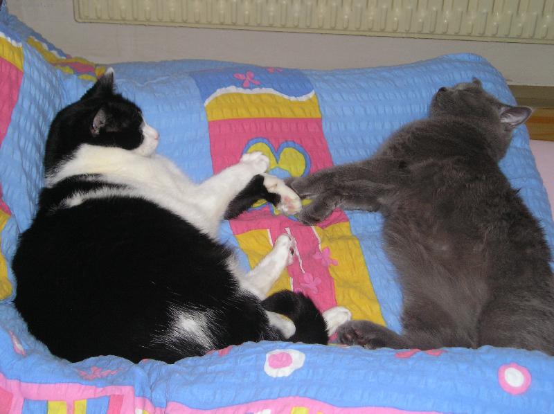 Foto: Fanda a Tom-bratrstvo ko�i�� tlapky