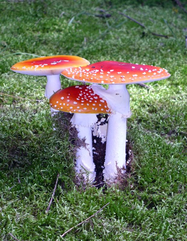 Foto: poh�dka z mechu a kaprad�