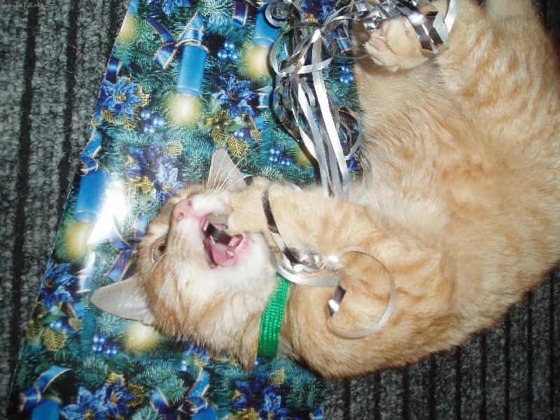 Foto: kocourek �arky-"Bal�m d�rky.."