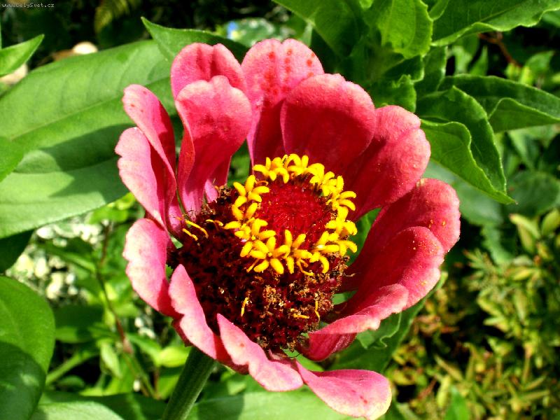 Foto: Kr�lovna zahrady