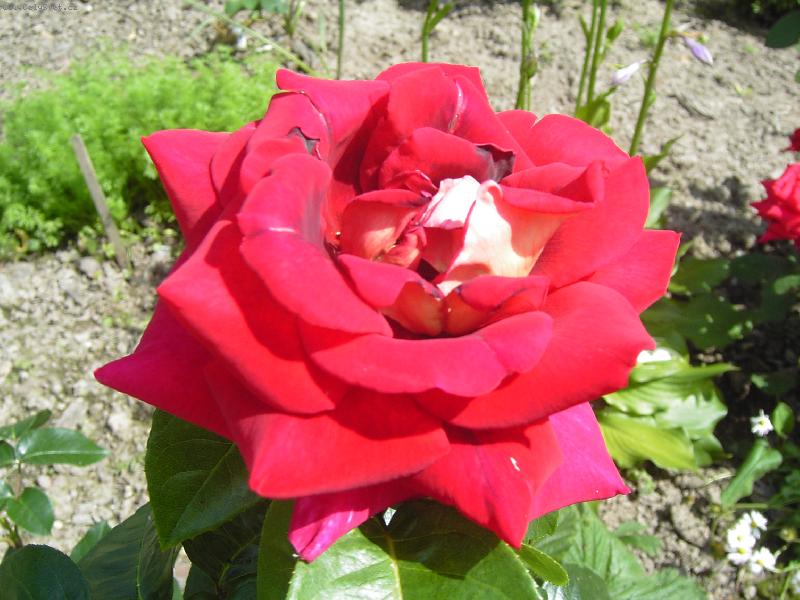 Foto: r��i�ka ze zahr�dky