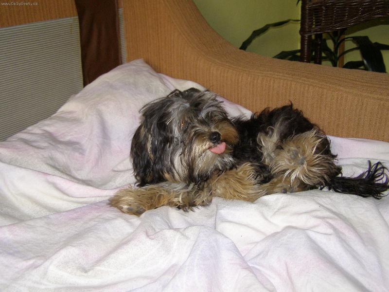 Foto: Benji-a stejne si udelam podle sveho