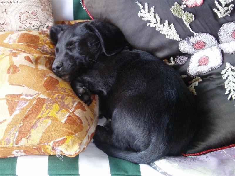 Foto: sp�c� Bro�ek-velk� �nava