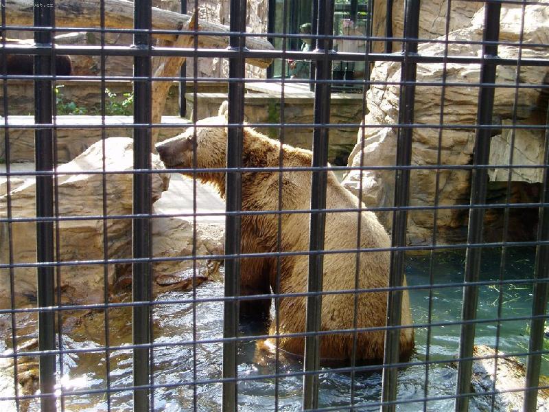 Foto: medv�d hn�d�-ZOO Hlubok� n/Vl.