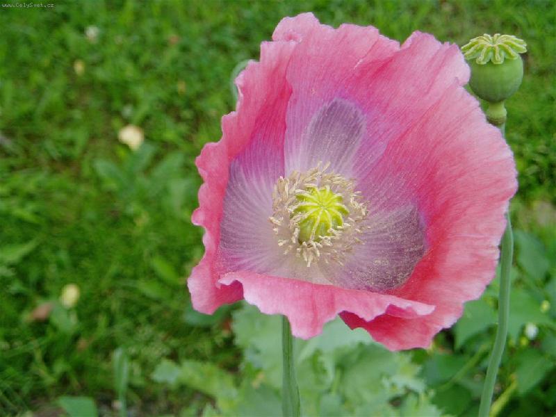 Foto: kvetouc� m�k