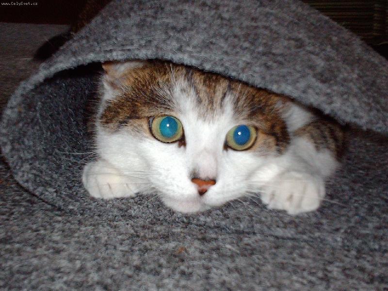 Foto: Kocourek Tom-Tady m� snad nenajdou!?!