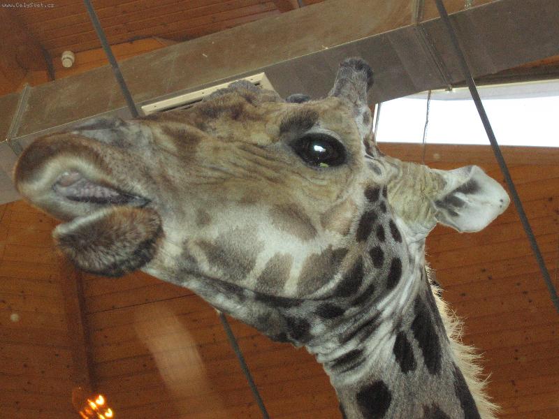 Foto: �irafka-No neni nadherna?:)