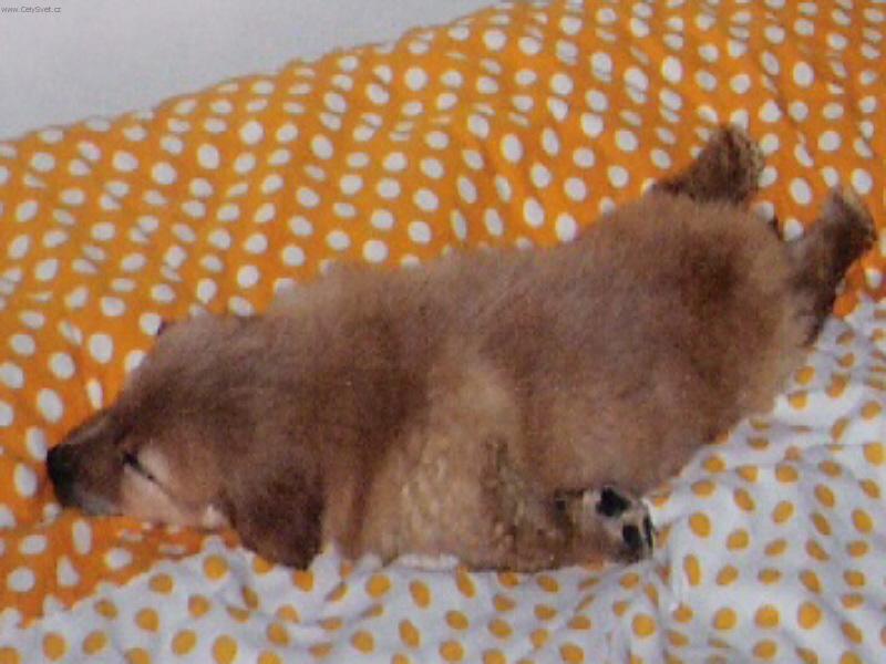 Foto: Nas pejsek Henry