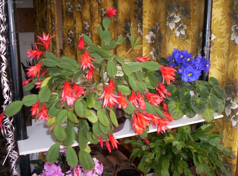 Foto: j� z toho snad vykvetu...
