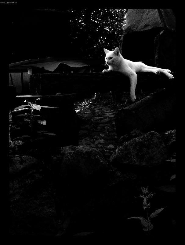 Foto: podve�ern� siesta