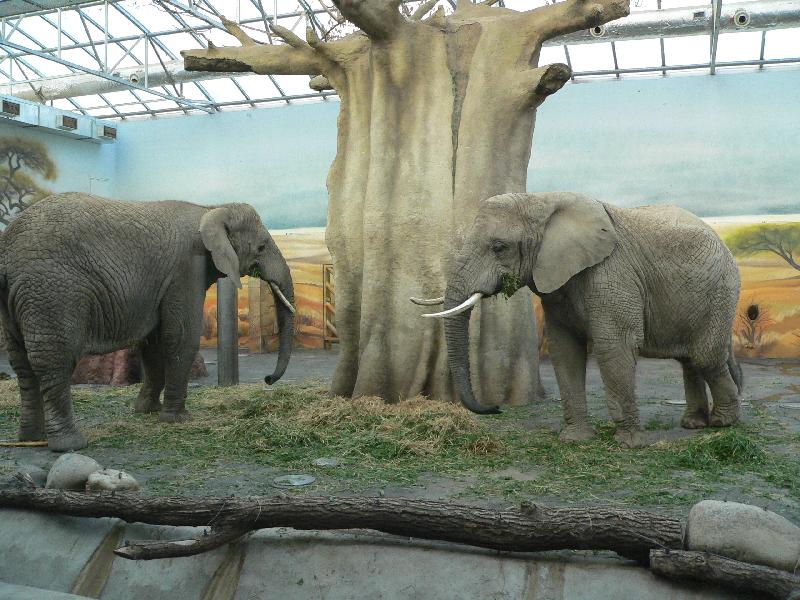 Foto: Slonici-nasteva zoo