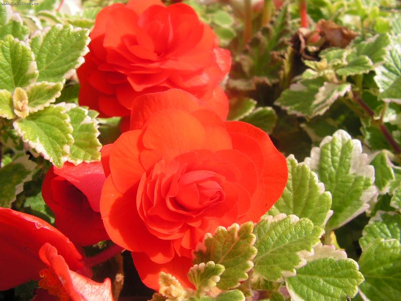 Foto: zvirata-kobylka na balkone