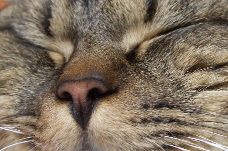 Foto: N� �um��ek.