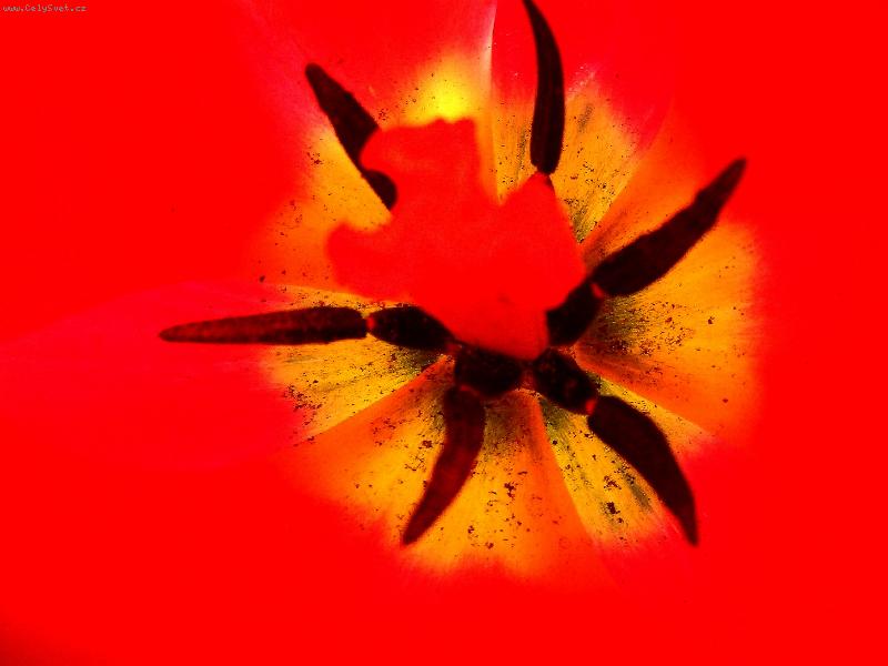 Foto: Tulip�n-v sam�m srdci