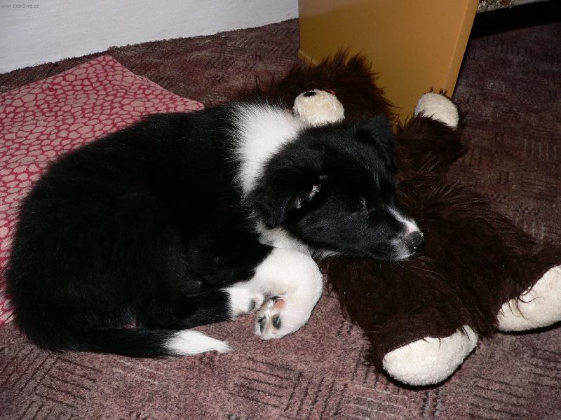 Foto: Jackey-Sp�c� ply���ek