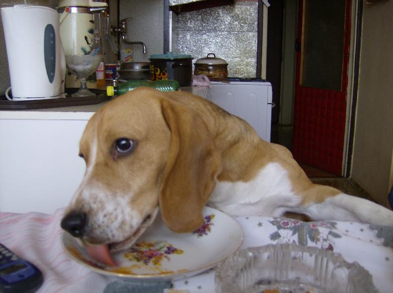 Foto: je�t� p�idat prosim-max�k olizuje tal��