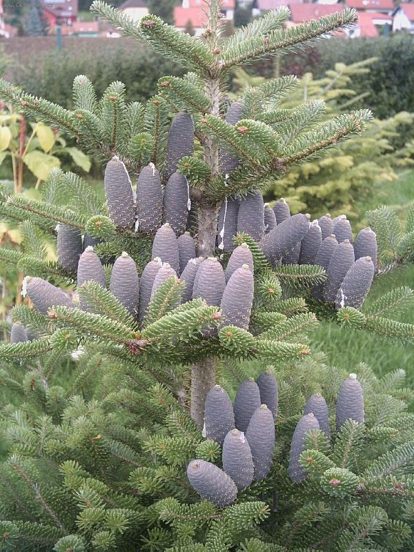 Foto: �pan�lsk� jedle