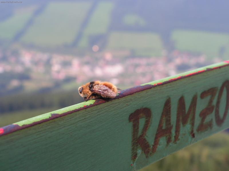 Foto: mam odletet nemam?-vcelka na rozhledne chlum