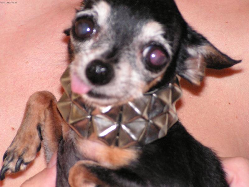 Foto: J�ja-zabij�k