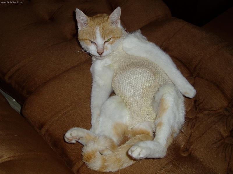 Foto: jsem star�,bezzub�,jednook� a ran�n�,ale p�esto m� maj� r�di