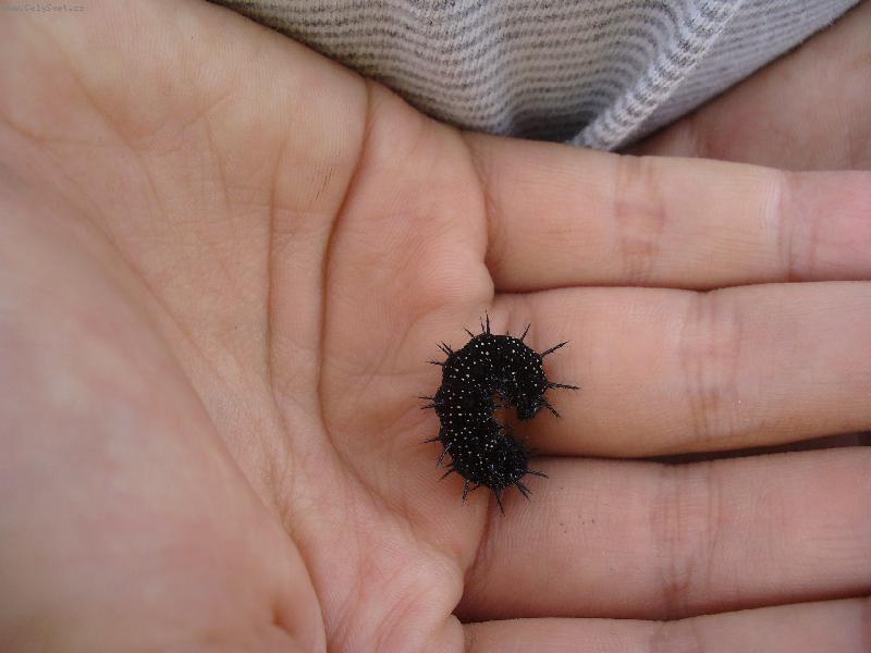 Foto: Chlupat� housenka-Poj� sem mali�k�