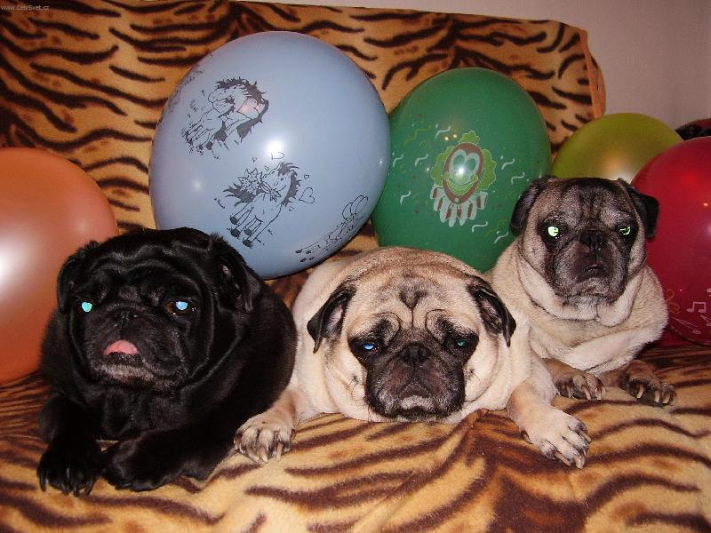 Foto: Odlet�me v�ichni...-Mops� rodinka