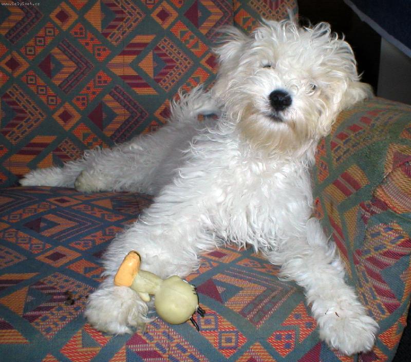 Foto: Hra-Idefix si hraje s ku��tkem