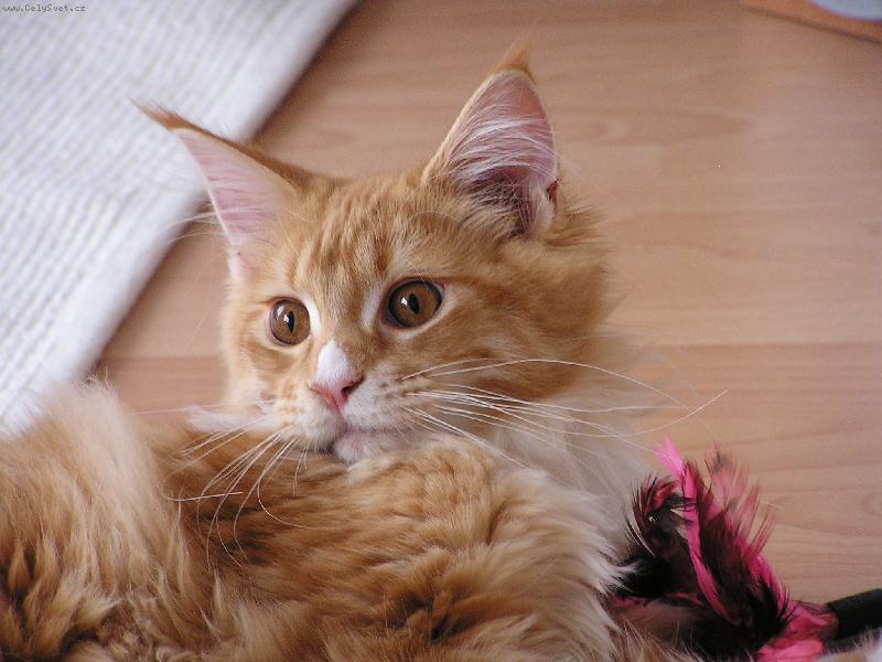 Foto: Kocourek Franti�ek