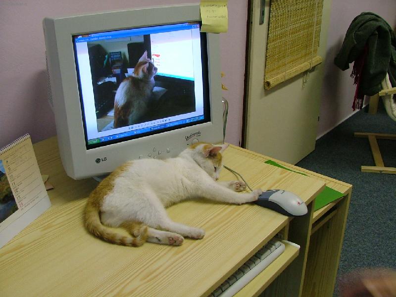 Foto: Hra ko�ky s my��...