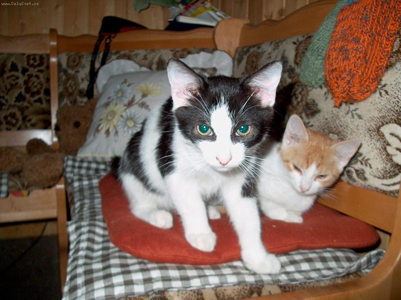 Foto: Krimin�ln��ek se jmenoval.....-:(((