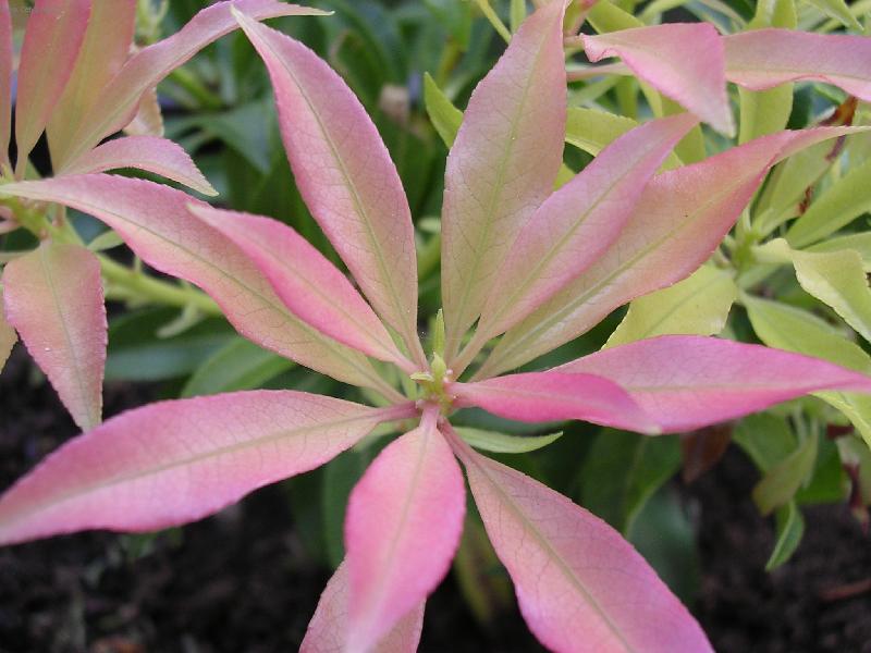 Foto: Kv�t z Japonska