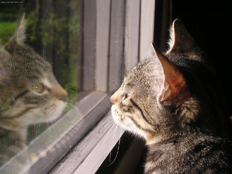 Foto: Odraz v okn�