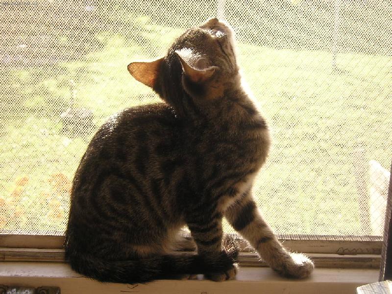 Foto: Lovec-rann� pozorov�n� hmyzu a pt�k�